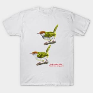 Dark-necked Tailor | Orthotomus atrogularis ⚥ T-Shirt